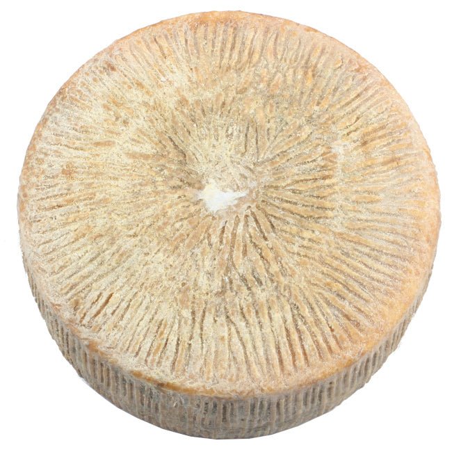 Pecorino di Forenza artigianale del caseificio Caggiano Summo, formaggio a pasta compatta dal